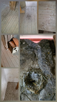 Nest- und Kotspuren im Kirchendach