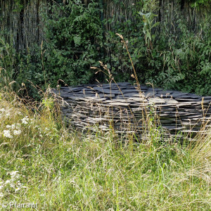 Schiefermauer mit Insektenweide
